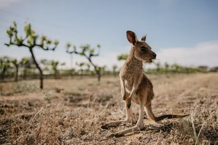 En liten wallaby blandt vinranker. En liten wallaby blandt vinranker.