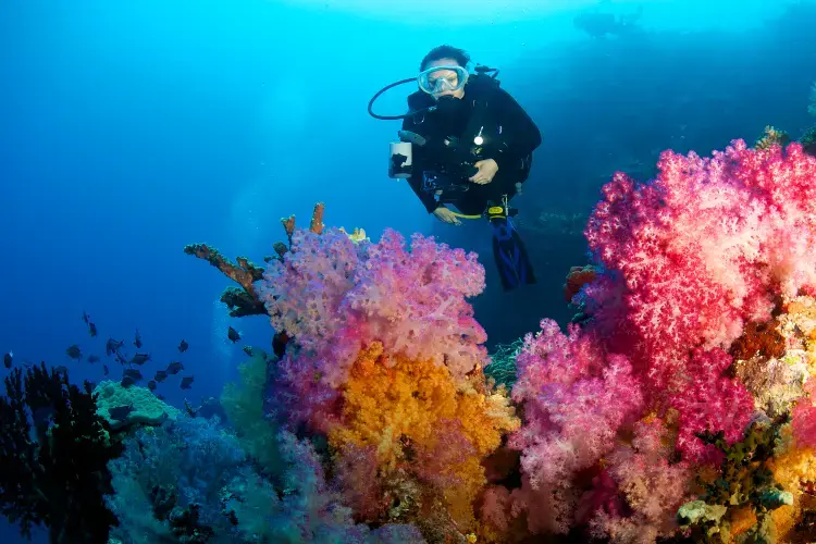 Dykker, i bakgrunn med fargerik koraller. Dykker, i bakgrunn med fargerik koraller.