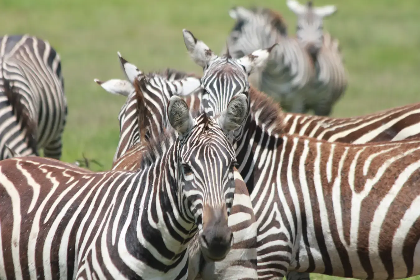 Kenya Cheetah 4x4 Safari