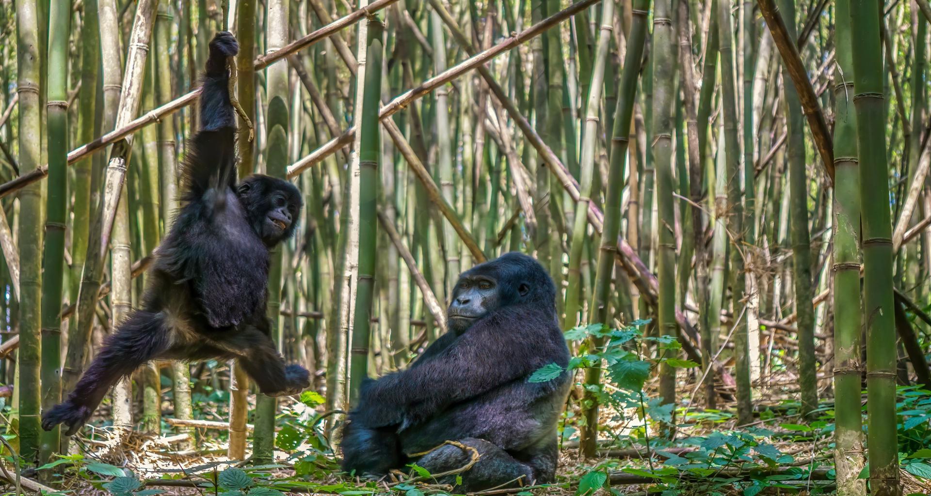 En stor og en liten gorilla - en henger fra et bambustre.