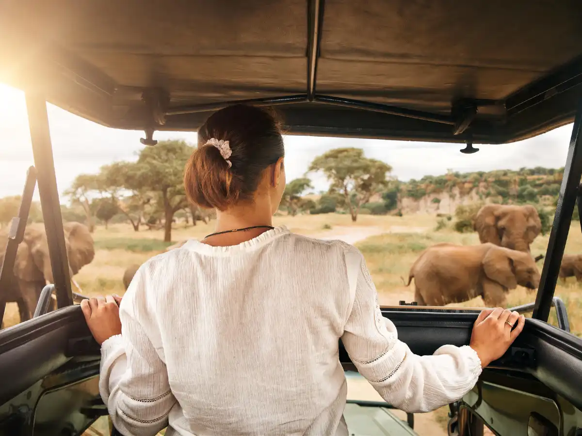 En dame som står i safaribil og ser på elefanter