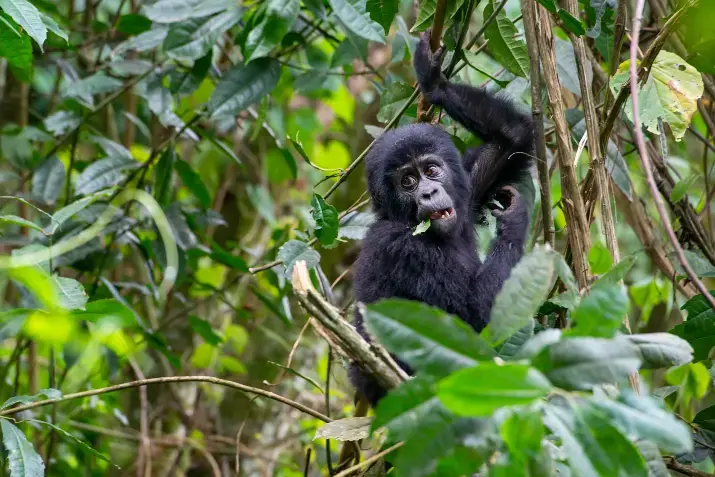 En gorilla unge i et tre ,med et blad i munnen.