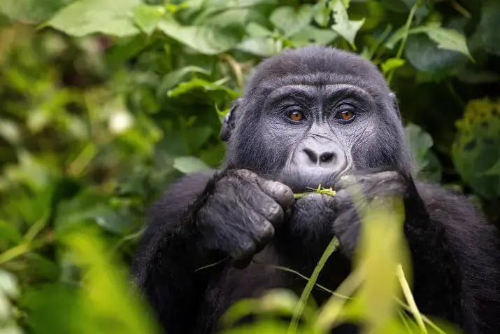Nærbilde av en gorilla som spiser på blader.