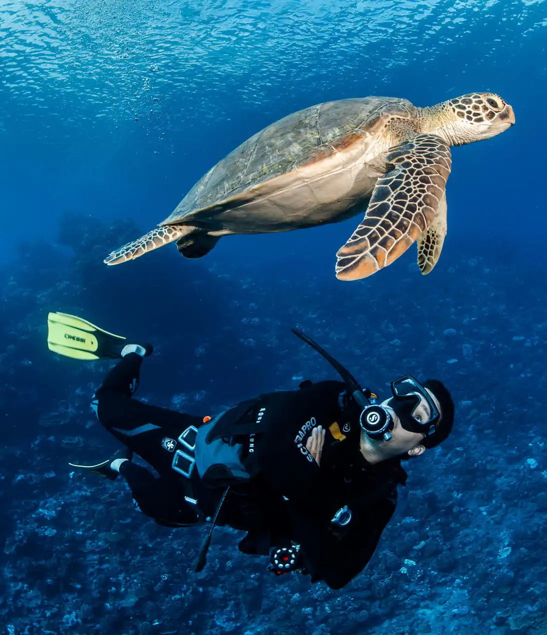 Dykking i Fransk Polynesia