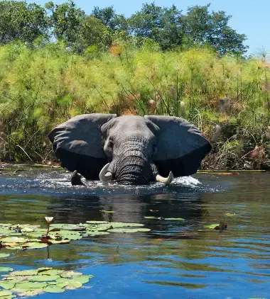 Botswana på sitt mest autentiske