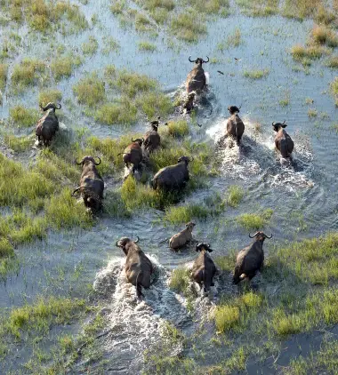 Botswana på sitt villeste