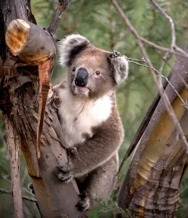 Gourmet og dyreliv i Victoria – en reise for sansene