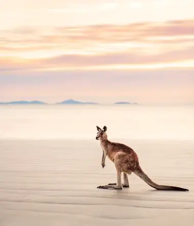 Sydney, Adelaide og Kangaroo Island